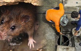 Rats in Drains