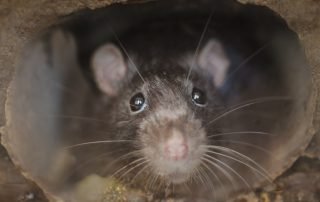 Can Rats Climb Inside Drain Pipes