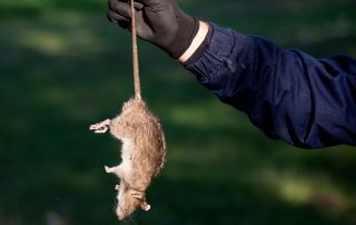 How to Eliminate a Dead Rat's Odour