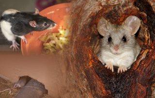 rodent infestation and control