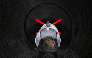 common rodent entry points