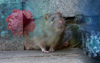 rodent-proof your home