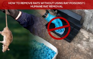 humane rat removal