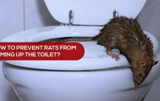 rodent-proof your home