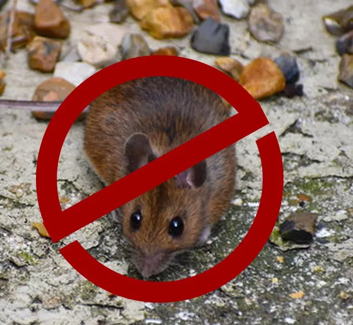 how to stop rat infestation