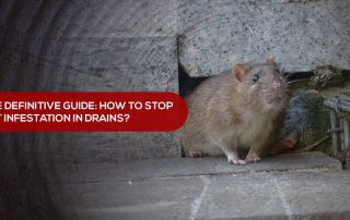 how to stop rat infestation