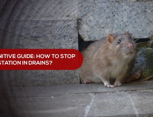 The Definitive Guide: How to stop rat infestation in drains?