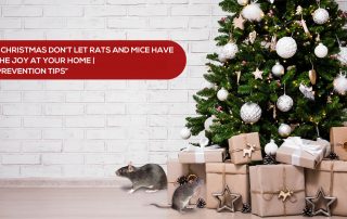 rat prevention tips for Christmas