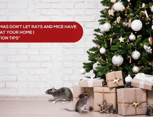 This Christmas Don’t Let Rats and Mice Have All The Joy at Your Home | Rat Prevention Tips