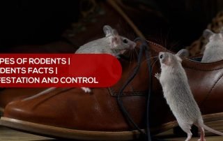 rodent infestation and control