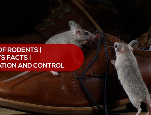 Types of Rodents | Rodents Facts | Rodent Infestation and Control