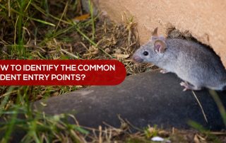 common rodent entry points