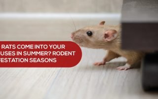 Do Rats Come into your houses in Summer