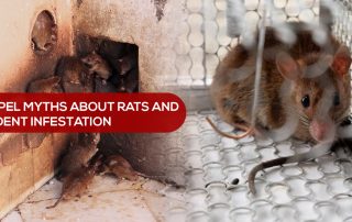 Dispel Myths About Rats