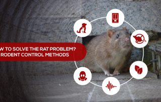 How to solve the rat problem