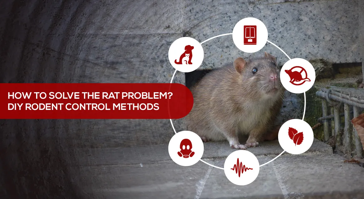 rats problem solving