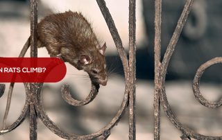 can rats climb