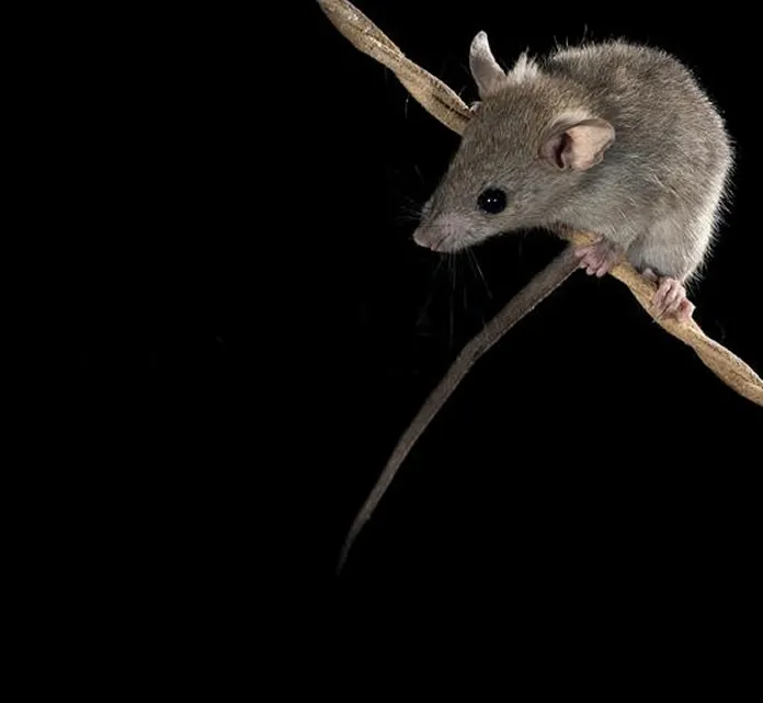 Can mice climb discount a wall