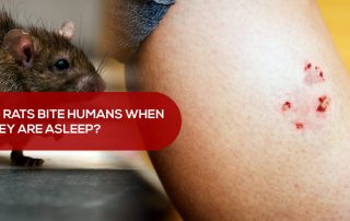 Do rats bite humans when they are asleep
