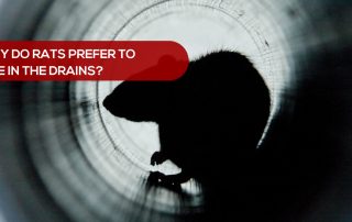 Why Do Rats Prefer To Live In The Drains