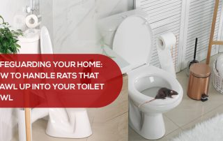 How to Handle Rats that Crawl Up into Your Toilet