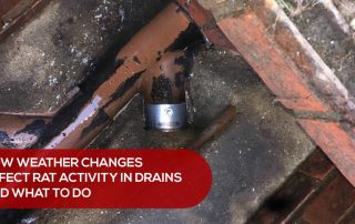 Weather Changes and Rat Activity in Drains
