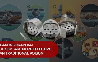 5 Reasons Drain Rat Blockers Are More Effective Than Traditional Poison